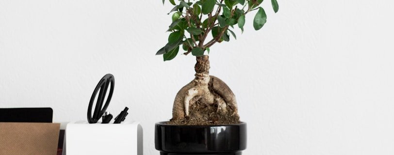 white and green leaf plant