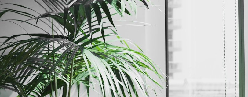 MacBook Pro near potted plant