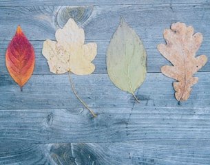 four assorted-shape of leaves