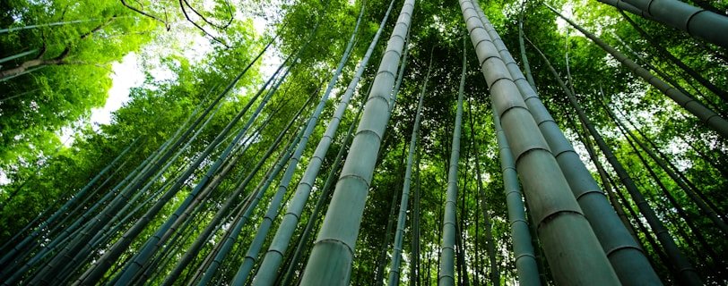 bamboo trees scenery