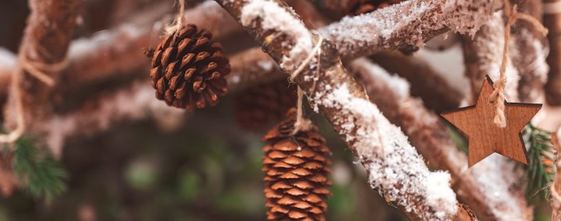 brown pine cone on brown tree branch