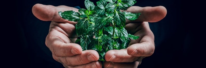 green plant on persons hand