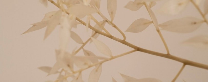 a branch of a plant with white leaves